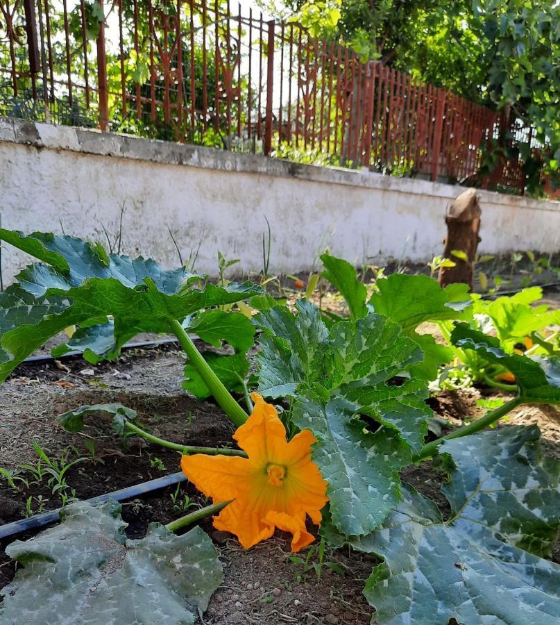 B&B Ioli Vesuvio Ερκολάνο Εξωτερικό φωτογραφία