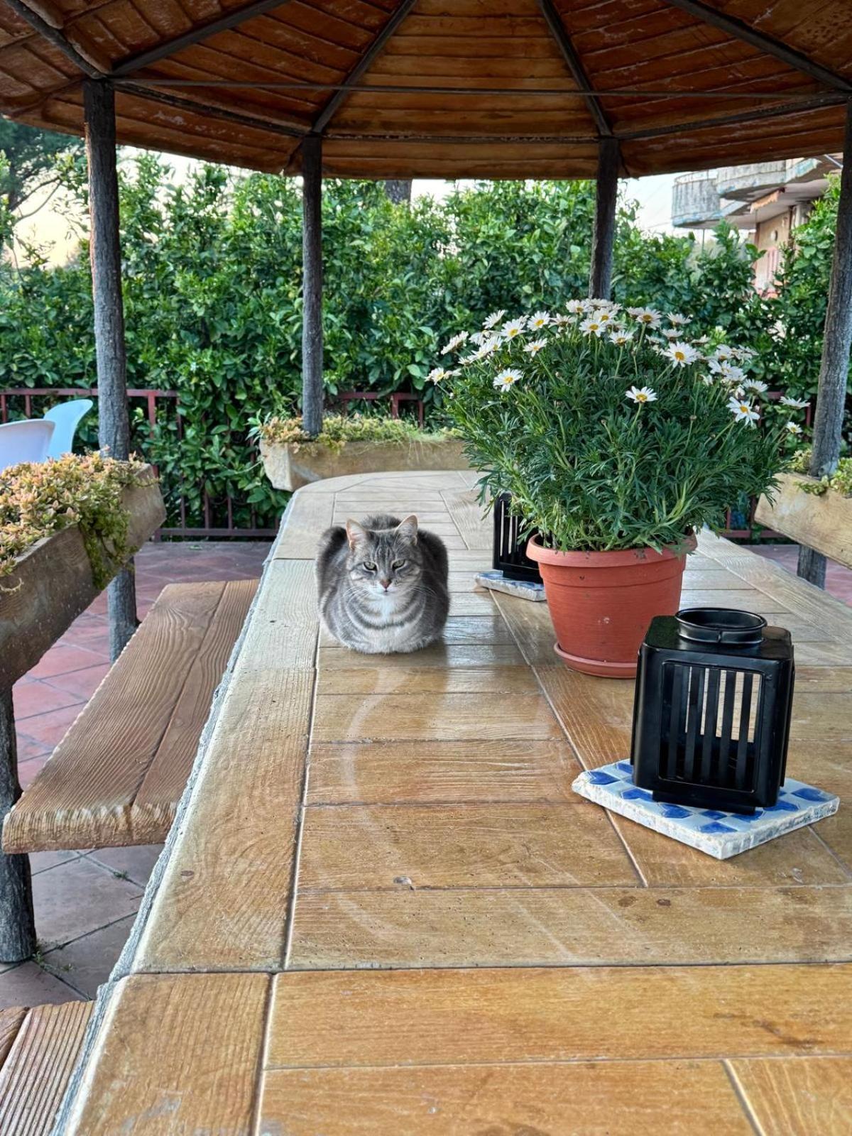B&B Ioli Vesuvio Ερκολάνο Εξωτερικό φωτογραφία